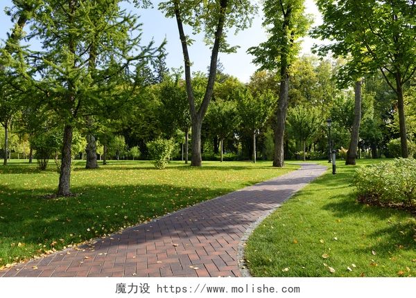 公园人行道旁生长茂盛的绿草绿叶9 月公园